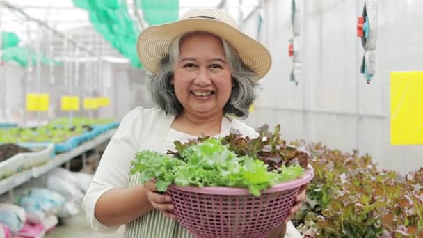 Agricultura Mujeres Mayores Crecer Lechuga Orgánica Pequeño Invernadero Puso Pie — Vídeo de stock