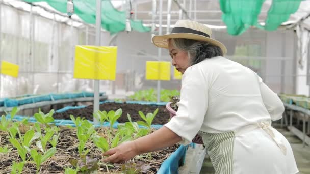 Starší Ženy Pěstující Organický Salát Pěstují Malém Skleníku Zemědělský Koncept — Stock video