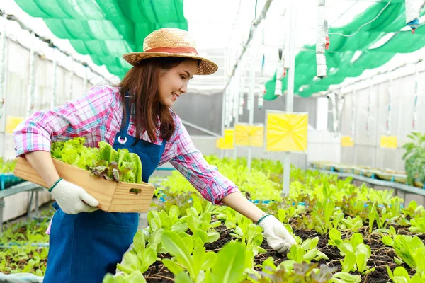Aziatische Vrouwen Doen Biologische Landbouw Verbouwt Groenten Kas Agribusiness Concept — Stockfoto