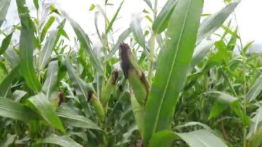 Mısır tarlalarında hasat edilmeyi bekleyen mısır. Tarım kavramları. Tüketim için gıda üretimi. Hayvanları beslemek için mısır yetiştirir
