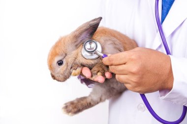 Bir veteriner kahverengi tavşanın sağlığını kontrol etmek için stetoskop kullanır. Hayvan hastanesi konsepti. Hayvan bakım kliniği