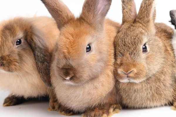 Группа Милых Маленьких Коричневых Кроликов Пушистые Длинные Уши Сидящие Белом — стоковое фото
