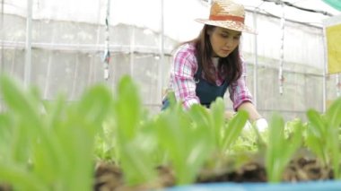 Asyalı kadınlar organik tarım yapar. Serada sebze yetiştiriyor. Tarım sektörü konsepti, organik gıda. Sağlıklı beslenmek, sağlıklı beslenmek.