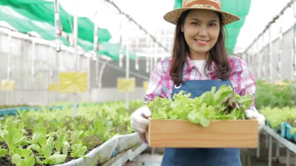 Azjatki Uprawiają Rolnictwo Ekologiczne Hoduje Warzywa Szklarni Koncepcja Agrobiznesu Żywność — Wideo stockowe