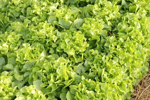 Organic and non-toxic vegetable growing on soil. Vegetable salad farm with beautiful colors, clean, fresh and safe. Organic farming concept. healthy food