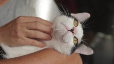 A cute cat with black and white stripes lives in a house with its owner. Concept of small carnivorous mammals