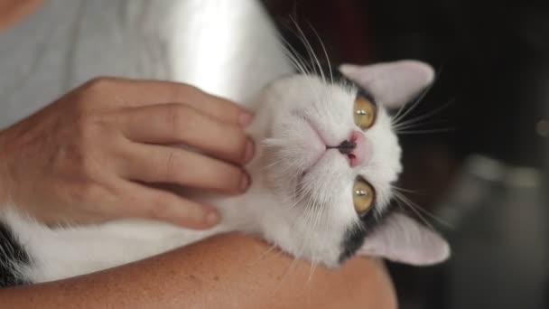 Cute Cat Black White Stripes Lives House Its Owner Concept — Vídeo de Stock