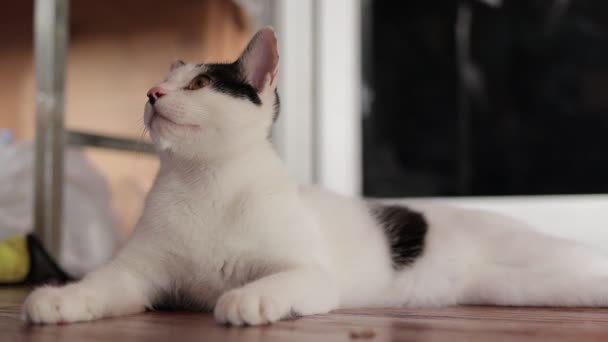 Cute Cat Black White Stripes Lives House Small Carnivorous Mammal — Vídeo de Stock