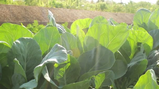 Agricultural Concepts Many Organic Green Leafy Chinese Broccoli Planted Outdoors — Stockvideo
