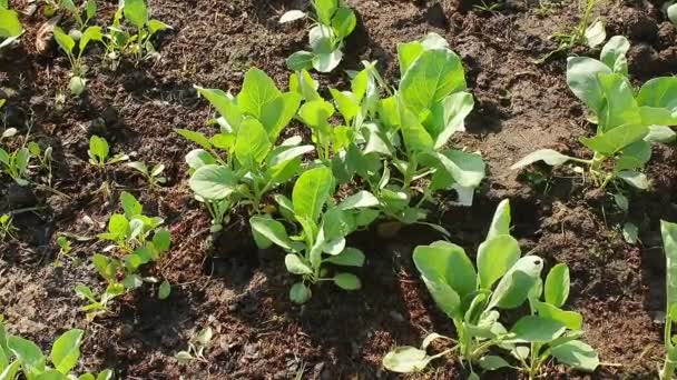 Agricultural Concepts Many Organic Green Leafy Chinese Broccoli Planted Outdoors — Vídeo de Stock