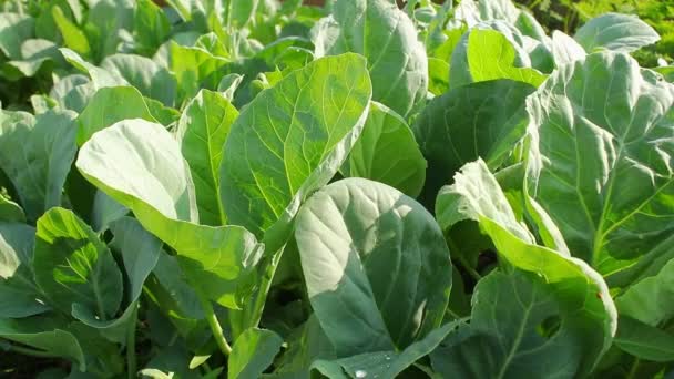 Agricultural Concepts Many Organic Green Leafy Chinese Broccoli Planted Outdoors — Stockvideo