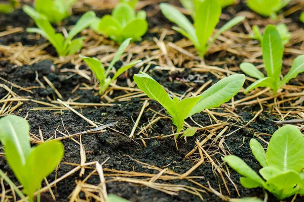 Organic lettuce or green lettuce is planted in an outdoor greenhouse. Agricultural concepts for healthy food. organic vegetables