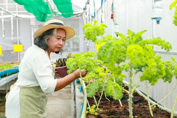 elderly women farming Grow organic lettuce in a small greenhouse. agricultural concept Healthy food. Jobs of the elderly in retirement age