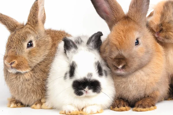 Вид Крупным Планом Много Маленьких Кроликов Белом Фоне Понятие Мелких — стоковое фото
