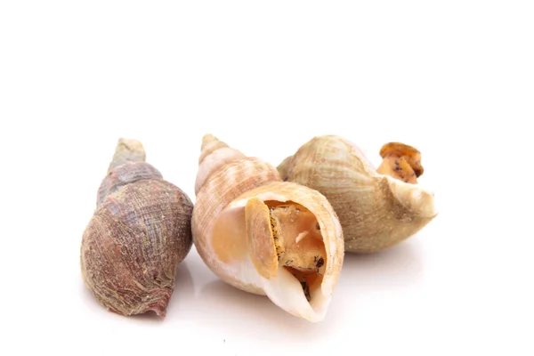 Shell Whelk — Stok Foto