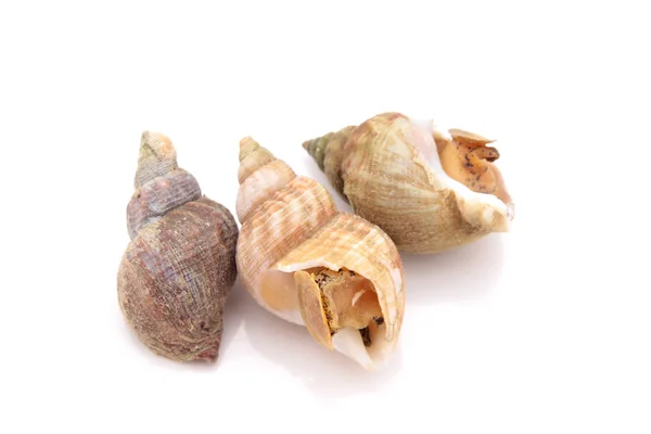 Közönséges kürtcsiga shell — Stock Fotó