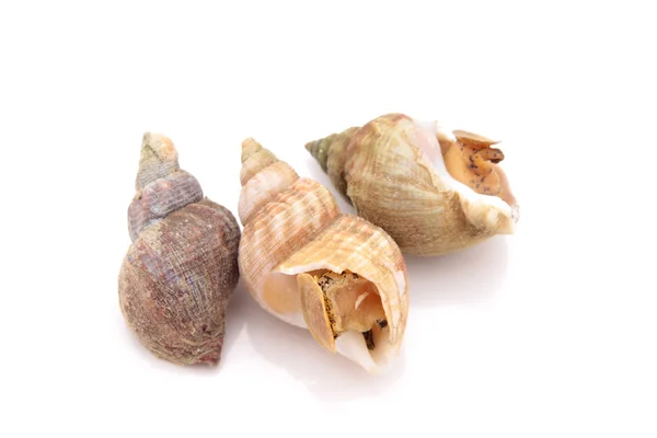 Concha de Whelk — Foto de Stock