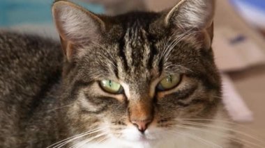 Bir tekir kedinin yakın plan portresi