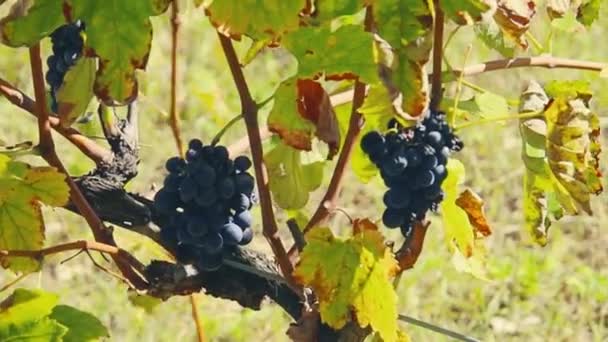 Wijnstokken Met Trossen Zwarte Druiven — Stockvideo
