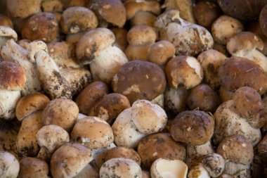 Bir kasa Bordeaux Porcini mantarı.