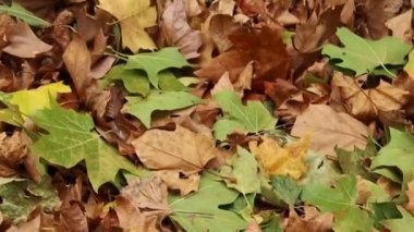 Rüzgarlı zemine düşen yapraklar
