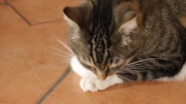 Gatto Che Suo Bagno Sdraiato Sul Pavimento — Video Stock