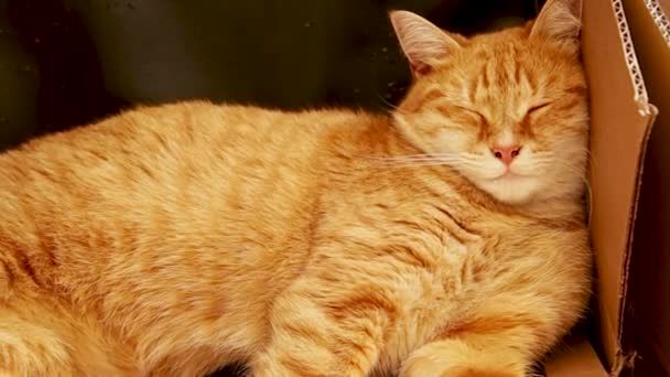 Cat Asleep Pile Cardboard — Stock Video