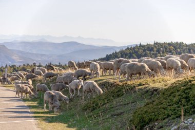 Alp otlağında koyun sürüsü