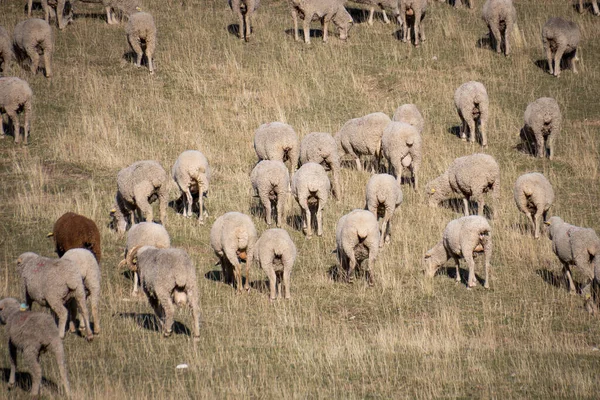 Flock Sheep Alpine Pasture — Stock Photo, Image