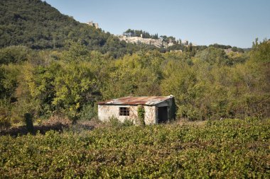 Üzüm bağlarının ortasında eski bir ev