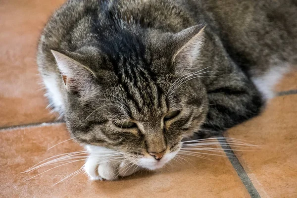 Tabby Cat Ležící Dlážděné Podlaze Domu — Stock fotografie