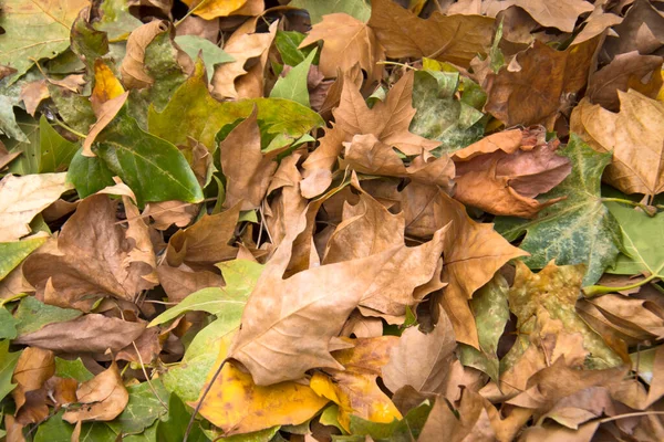 Pilha Folhas Caídas Outono — Fotografia de Stock
