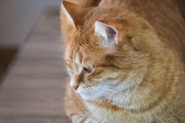 Rote Katze Auf Einem Tisch Liegend — Stockfoto