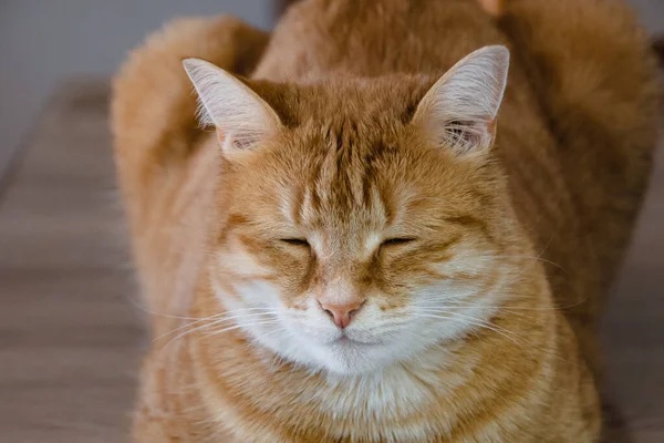 Rote Katze Auf Einem Tisch Liegend — Stockfoto