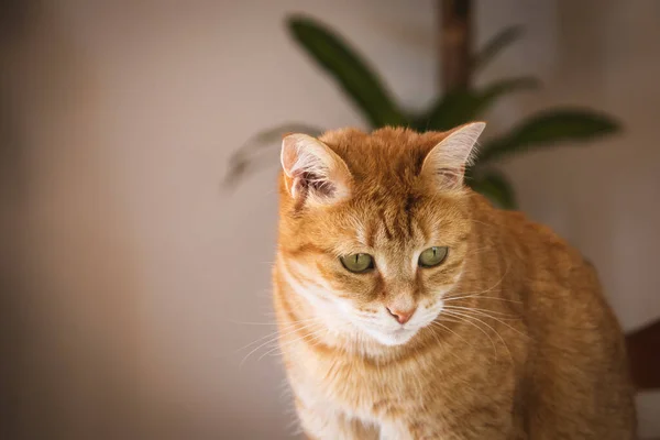 一只坐着的生姜猫的肖像 — 图库照片