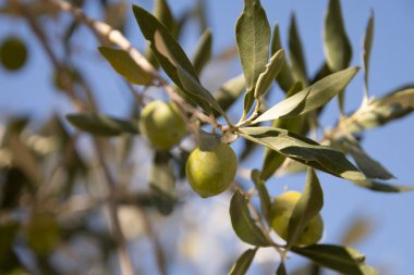 Zeytin dalı uzatılmış yeşil zeytin.