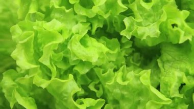 Taze marul yapraklarını kapatın.