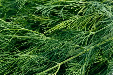 Taze yeşil dereotu arkaplanı kapat