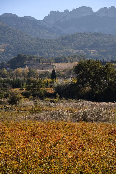 Krajobraz Winnicy Jesienią Krajobraz Wiejski — Zdjęcie stockowe