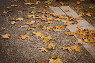Kaldırımda düşmüş sarı akçaağaç yapraklarının arkaplanı