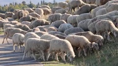 Dağ otlağında koyun sürüsü