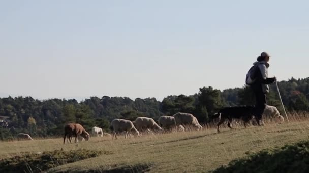 Flock Sheep Mountain Pasture — Stock Video