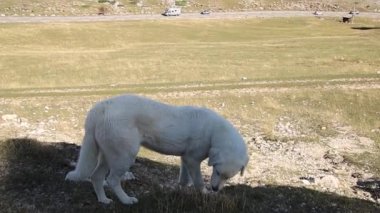 Dağ köpeği Patou çayırda