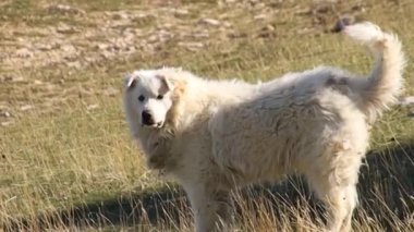 Dağ köpeği Patou çayırda
