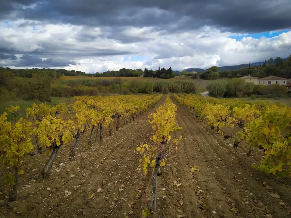 Виноградные Лозы Осенью Облачной Погодой — стоковое фото