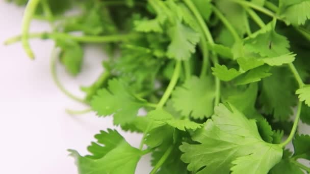 Fresh Green Parsley Background Close — Video Stock