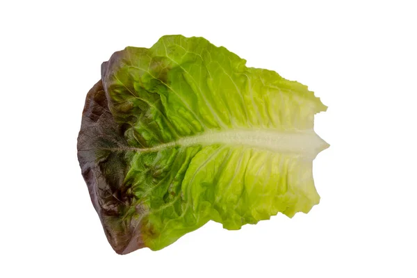 Lettuce Leaf Red Lettuce Isolated White Background — Foto Stock