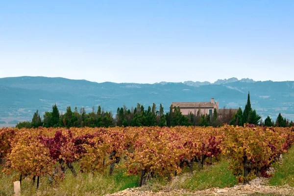 Üzüm bağı manzarası, kırsal alan
