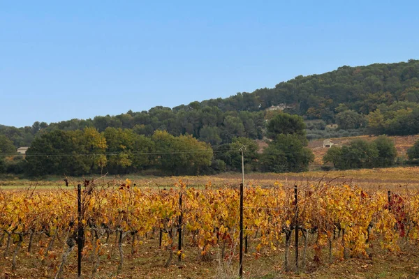 Vineyard Landscape Rural Landscape — ストック写真