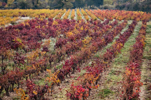 Wijngaard Landschap Landelijk Landschap — Stockfoto